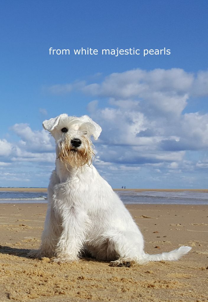 les chiens et l'océan