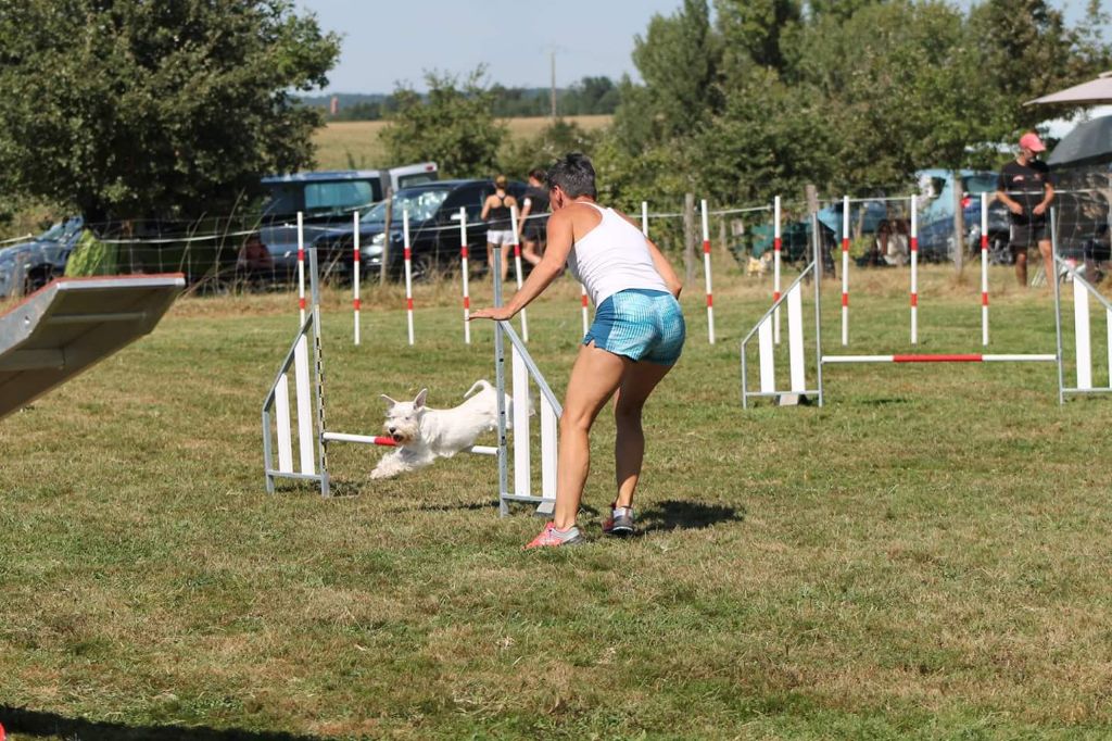 L'agility